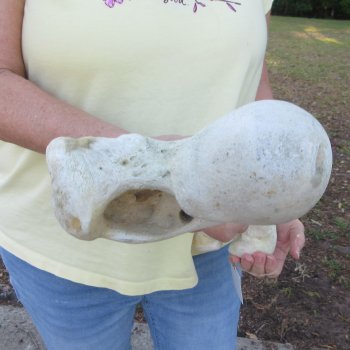20-1/2" Giraffe Femur Leg Bone 