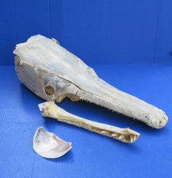 Alligator Gar Skull measuring approximately 21" (Signature Required)