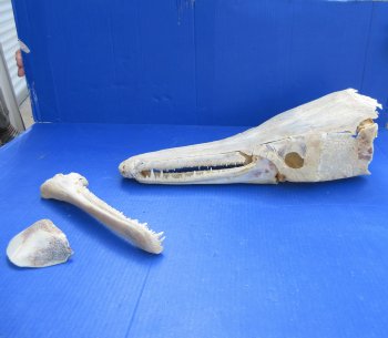 Alligator Gar Skull measuring approximately 21" (Signature Required)