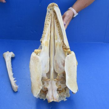 Alligator Gar Skull measuring approximately 21" (Signature Required)