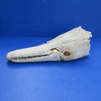 Alligator Gar Skull measuring approximately 19" (Signature Required)