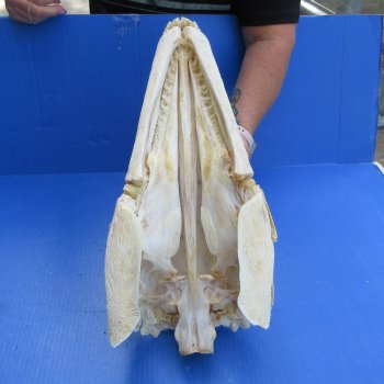 Alligator Gar Skull measuring approximately 19" (Signature Required)