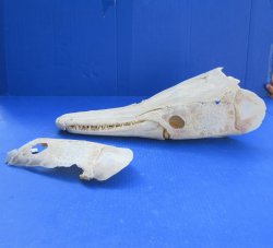 Alligator Gar Skull measuring approximately 18-1/2" (Signature Required)