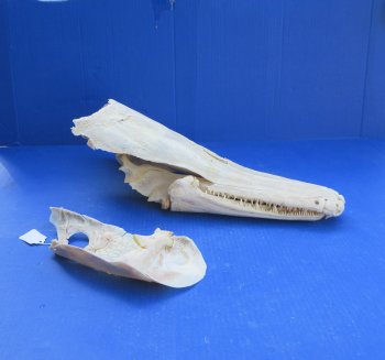 Alligator Gar Skull measuring approximately 18-1/2" (Signature Required)