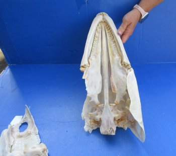 Alligator Gar Skull measuring approximately 18-1/2" (Signature Required)