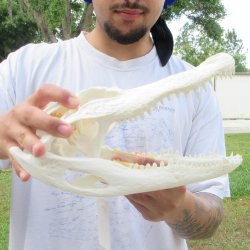  Real 11-1/2" Florida Alligator Skull