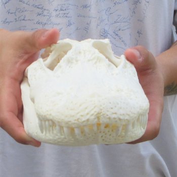  Real 11-1/2" Florida Alligator Skull