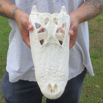  Real 11-1/2" Florida Alligator Skull