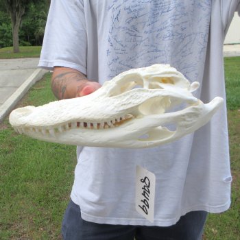  Real 11-1/2" Florida Alligator Skull