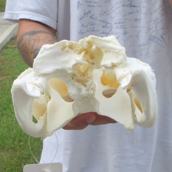  Real 11-1/2" Florida Alligator Skull