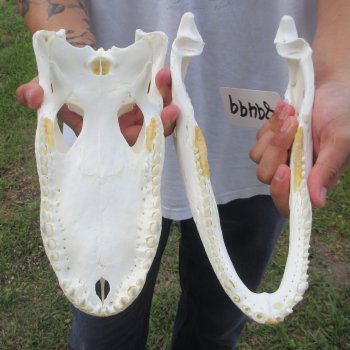  Real 11-1/2" Florida Alligator Skull