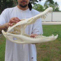  Real 17" Florida Alligator Skull