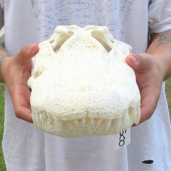  Real 17" Florida Alligator Skull