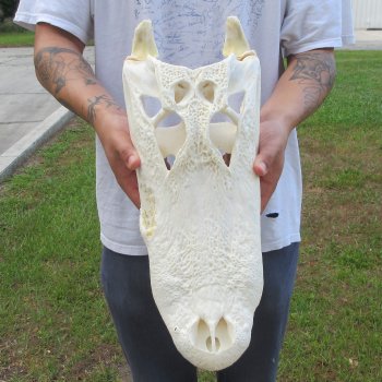  Real 17" Florida Alligator Skull
