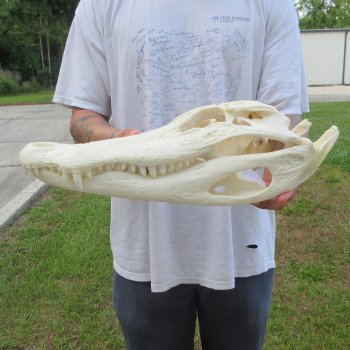  Real 17" Florida Alligator Skull