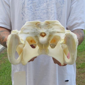  Real 17" Florida Alligator Skull