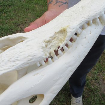  Real 17" Florida Alligator Skull