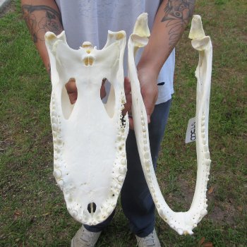  Real 17" Florida Alligator Skull