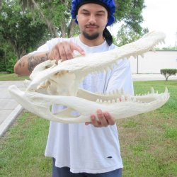  Real 23" Florida Alligator Skull (Signature Required)