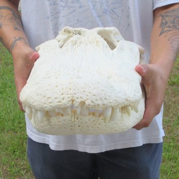  Real 23" Florida Alligator Skull (Signature Required)