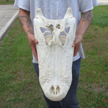  Real 23" Florida Alligator Skull (Signature Required)