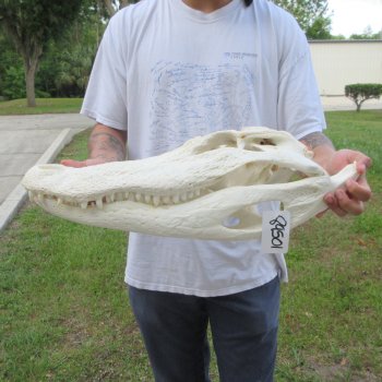  Real 23" Florida Alligator Skull (Signature Required)