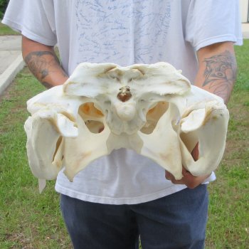  Real 23" Florida Alligator Skull (Signature Required)