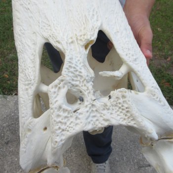  Real 23" Florida Alligator Skull (Signature Required)