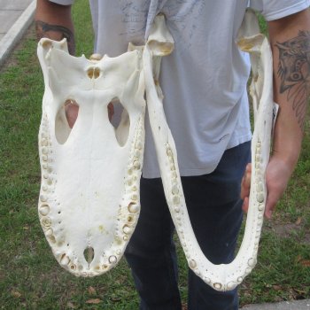  Real 23" Florida Alligator Skull (Signature Required)