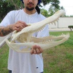  Real 19-1/2" Florida Alligator Skull