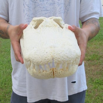  Real 19-1/2" Florida Alligator Skull