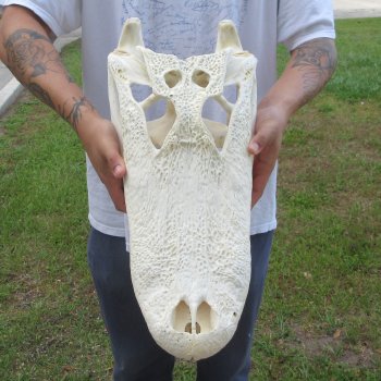  Real 19-1/2" Florida Alligator Skull
