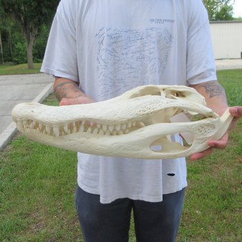  Real 19-1/2" Florida Alligator Skull