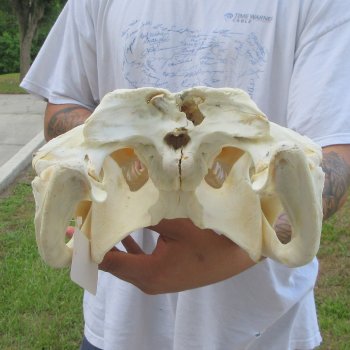  Real 19-1/2" Florida Alligator Skull