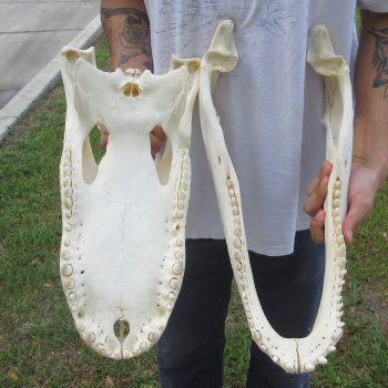  Real 19-1/2" Florida Alligator Skull