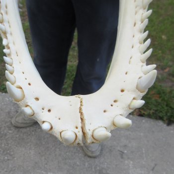  Real 19-1/2" Florida Alligator Skull