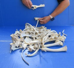 4lb Assorted Bones