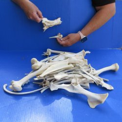 4lb Assorted Bones