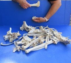 4lb Assorted Bones