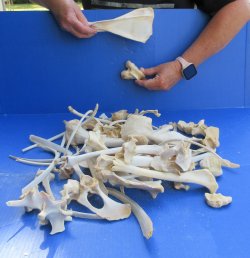4lb Assorted Bones