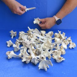 Fifty piece #2 Wild...