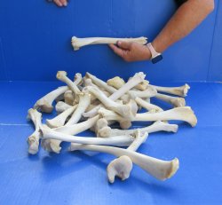 Thirty piece Deer L...