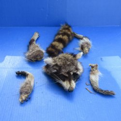Preserved Raccoon H...
