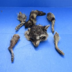 Preserved Raccoon H...