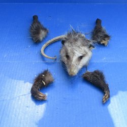 Preserved Opossum H...