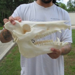 13" Wild Boar Skull 