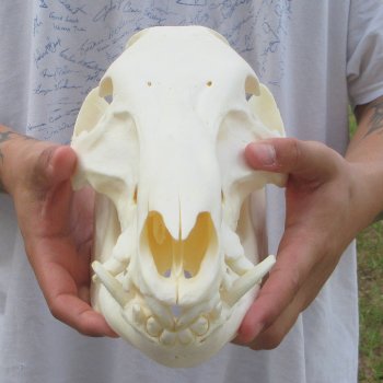 13" Wild Boar Skull 