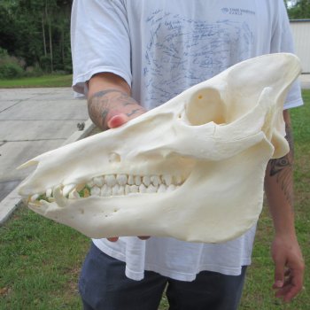 13" Wild Boar Skull 