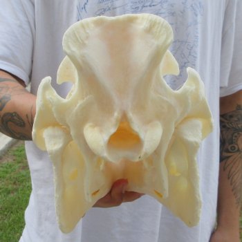 13" Wild Boar Skull 