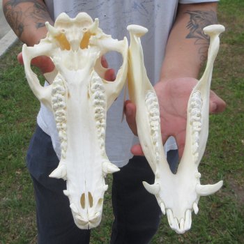 13" Wild Boar Skull 